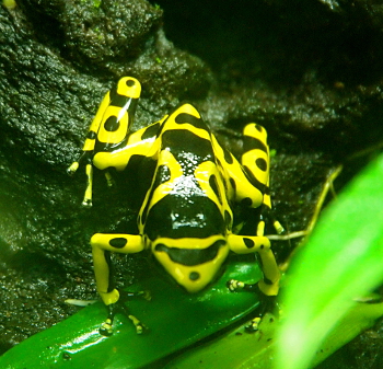 [Small frog with yellow skin and black markings. Skin is so bright as to appear flourescent.]